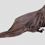 Uccello volante Umberto Signa